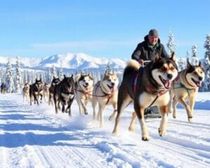 Schlittenhunderennen – Technik und Teamwork mit dem Hundeschlitten