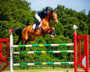 Springreiten – Technik und Balance im Parcours